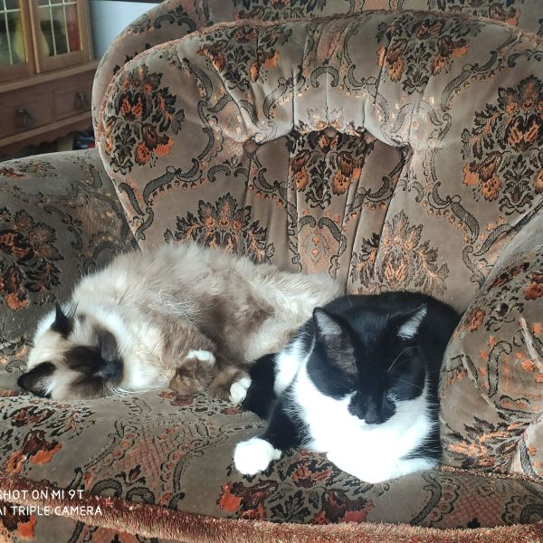 Fluffy en pocky uit Appingedam zoekt een Kattenoppas