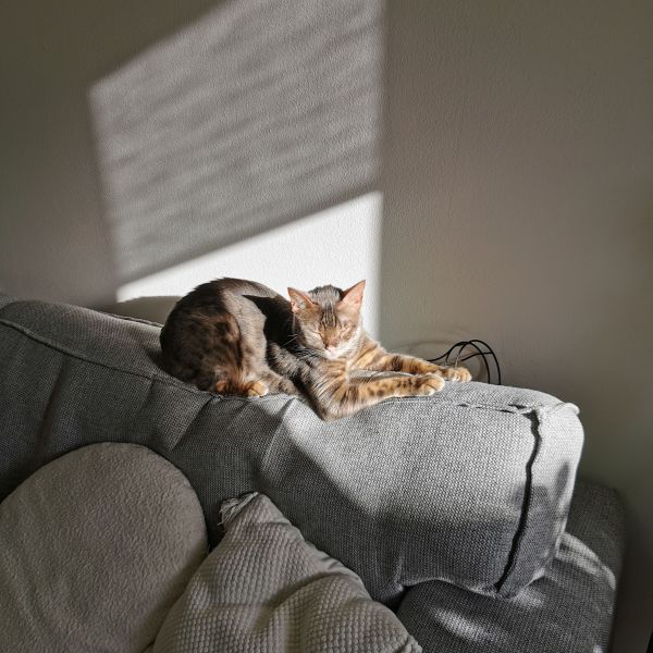 Mr. Jones uit Zundert zoekt een Kattenoppas