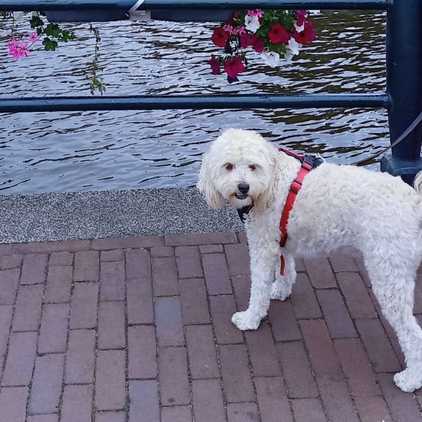 Maya, Maya uit Arnhem zoekt een Hondenoppas