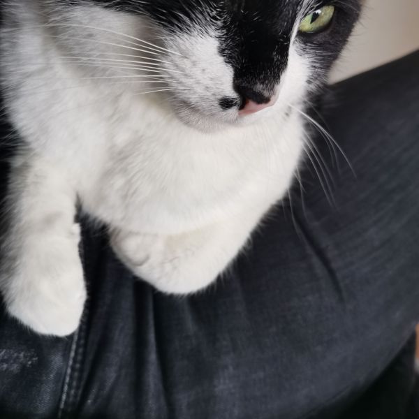 Souf uit Zeist zoekt een Kattenoppas