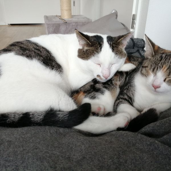 Vito, Flora uit Culemborg zoekt een Kattenoppas