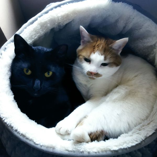 Tommy en Nina uit Mill zoekt een Kattenoppas