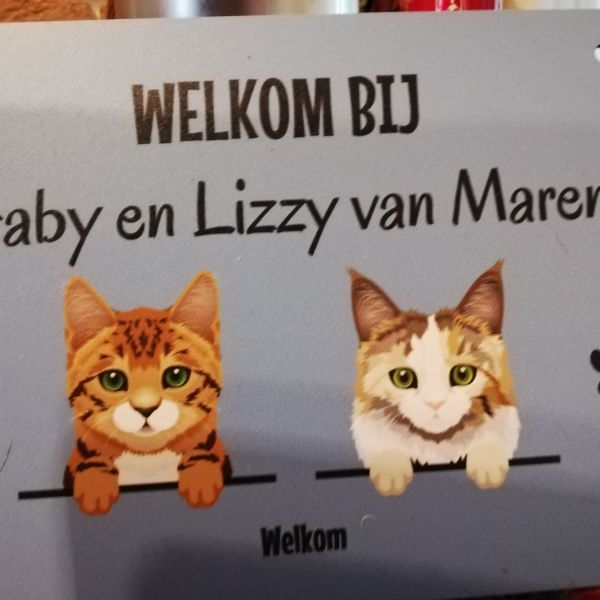 Kattenoppas Janny uit Waardenburg