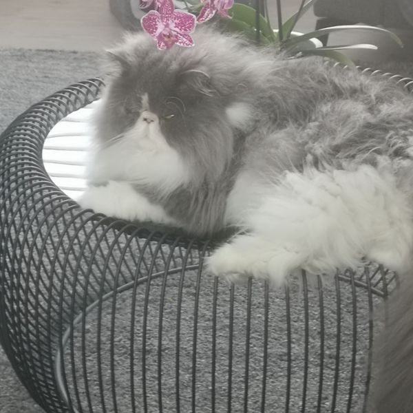 Sjors, Sam uit Alkmaar zoekt een Kattenoppas