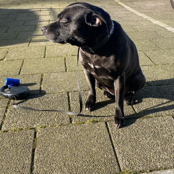 Prada uit Den Haag zoekt een Hondenoppas