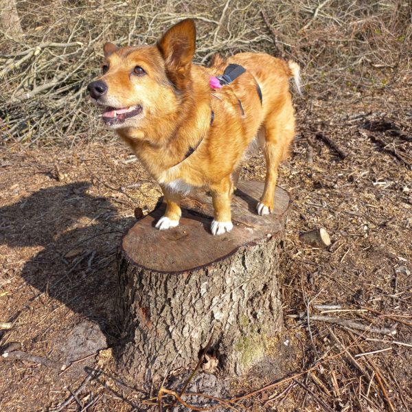 Laica uit Ter Aard zoekt een Hondenoppas