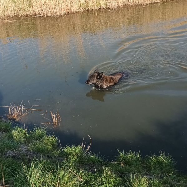 Huisdierenoppas Monique uit Zandeweer