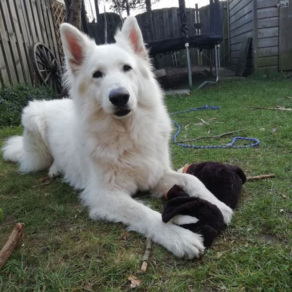 Huisdierenoppas Laura uit Amersfoort