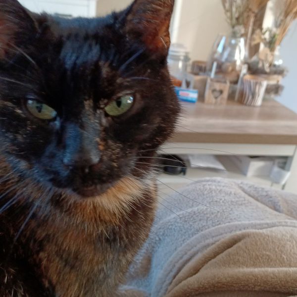 Pippi, Chickey, Diva uit Zoetermeer zoekt een Kattenoppas