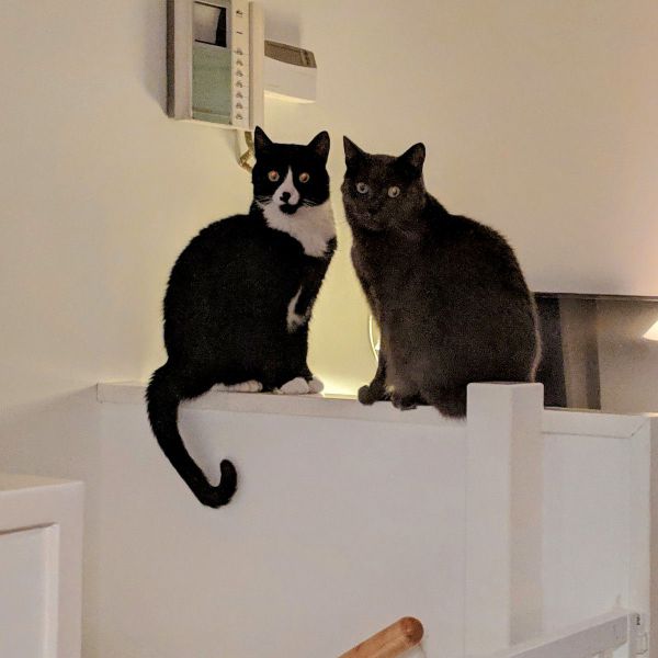 Zwart en Grijs uit Den Haag zoekt een Kattenoppas