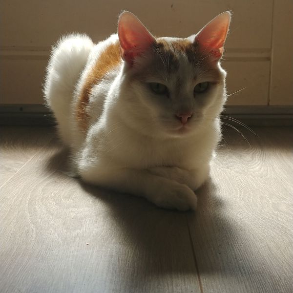Beer, Muis uit Baexem zoekt een Kattenoppas