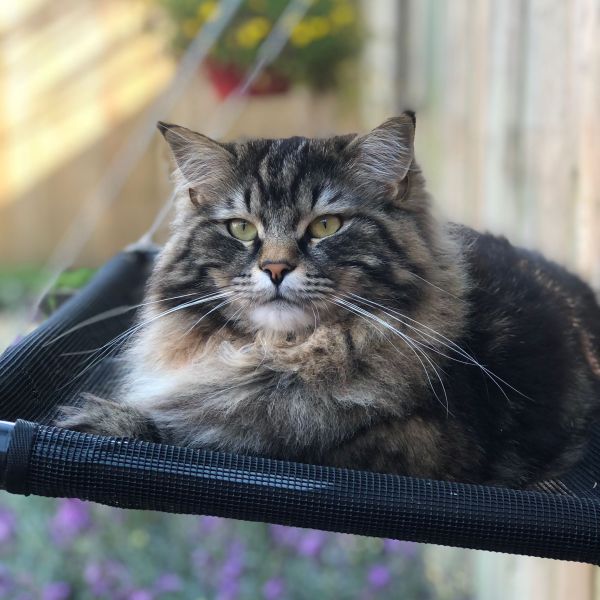 Moekie, Okkie uit Apeldoorn zoekt een Kattenoppas