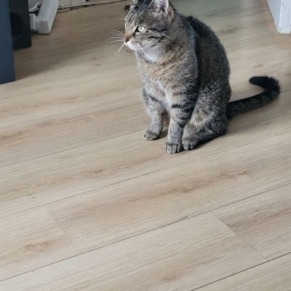 Tygo uit Nijmegen zoekt een Kattenoppas