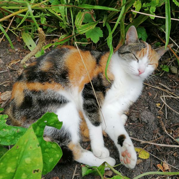 Kattenoppas Sabine uit Nijmegen