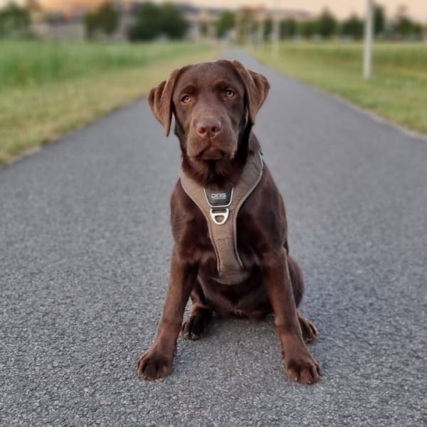 Bobbie uit Deventer zoekt een Hondenoppas