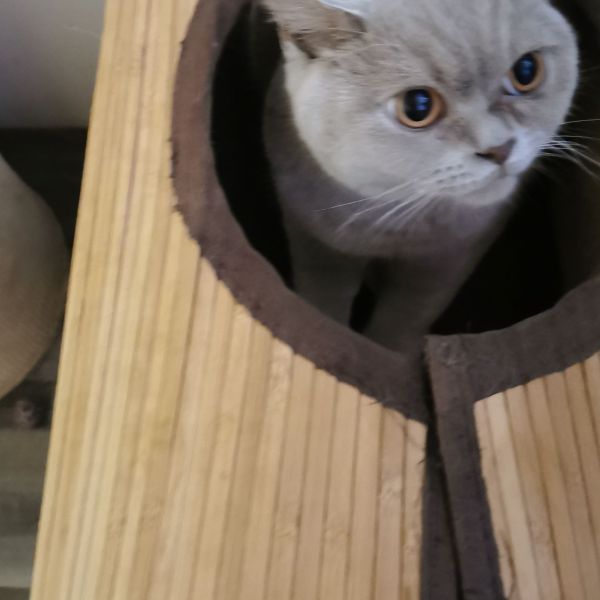 Huisdierenoppas Ilse uit Heemstede