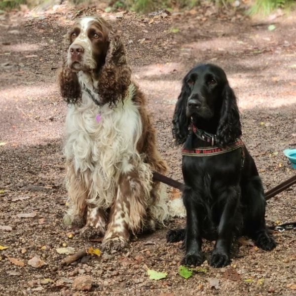 Jack, Mirre uit Heinkenszand zoekt een Hondenoppas