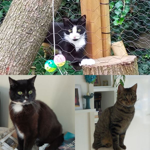 Lien, Teunis, Klara uit Noordwolde zoekt een Kattenoppas