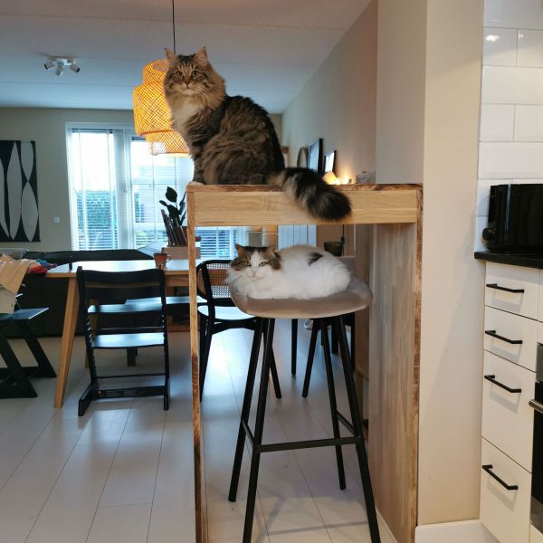 Vos en Moose uit Nijmegen zoekt een Kattenoppas