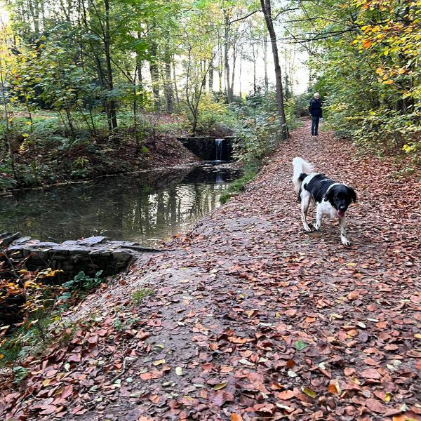 Kanna uit Coevorden zoekt een Hondenoppas