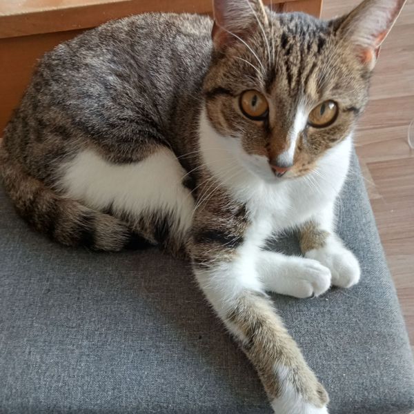 Mila uit Utrecht zoekt een Kattenoppas