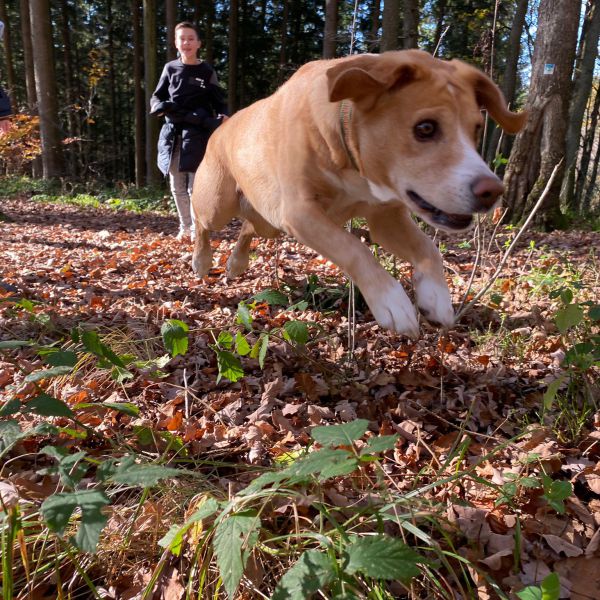 Puck uit Millingen Aan De Rijn zoekt een Hondenoppas