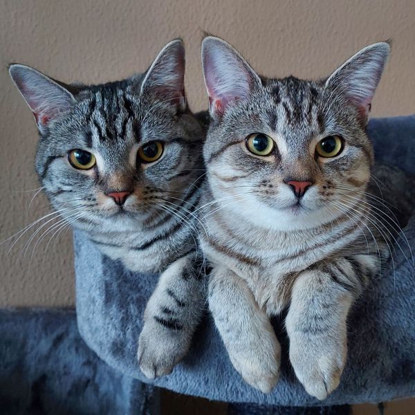 Milou, Diva uit Apeldoorn zoekt een Kattenoppas