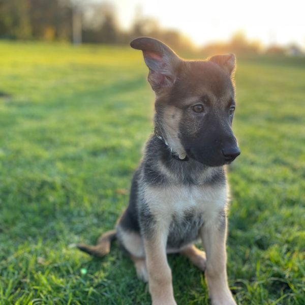 Lola uit Almere zoekt een Hondenoppas