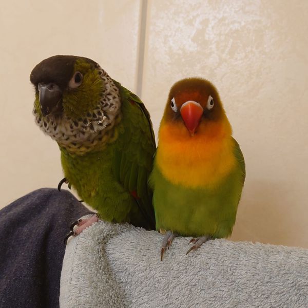 Michael en Philip uit Vorden zoekt een Vogeloppas