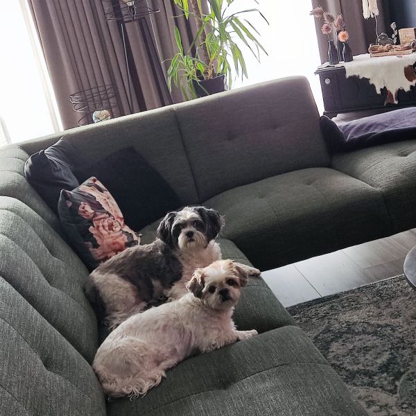 Chanel en Floortje uit Nuenen zoekt een Hondenoppas