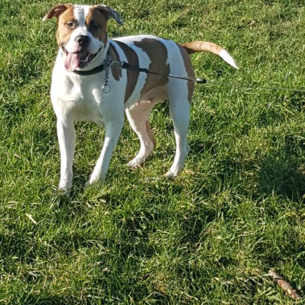 Lola uit Spijkenisse zoekt een Hondenoppas