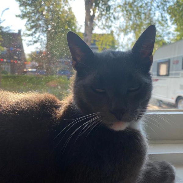 Bram, Bram uit Middelburg zoekt een Kattenoppas