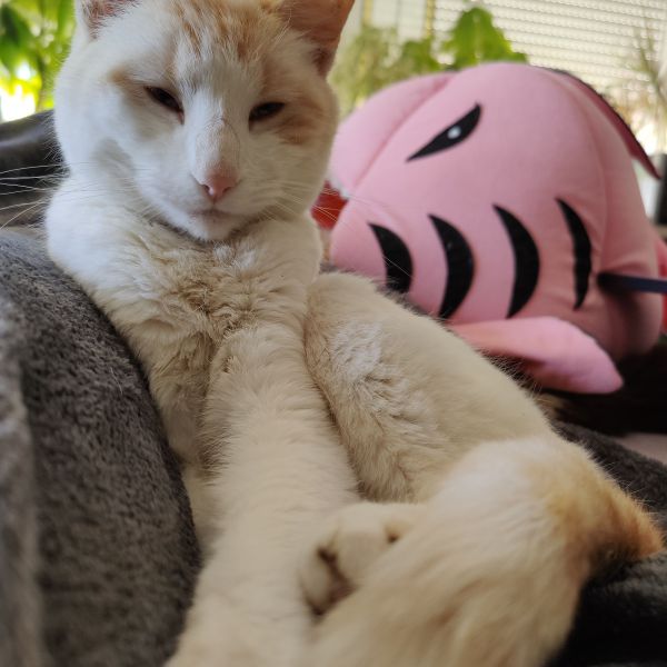 Toby, Otis, Zora uit Doetinchem zoekt een Kattenoppas