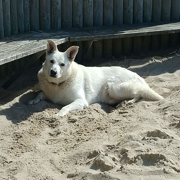 Max, Sisco uit Borssele zoekt een Hondenoppas