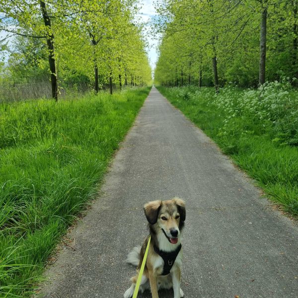 Olly uit Almere zoekt een Hondenoppas