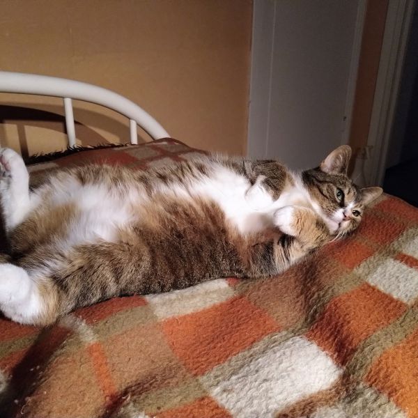 Smurfje uit Amsterdam zoekt een Kattenoppas