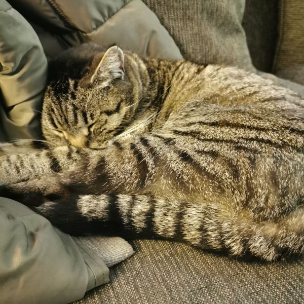 Tijger uit Beverwijk zoekt een Kattenoppas