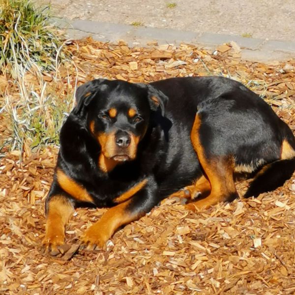 Skippy, Diva uit Emmen zoekt een Hondenoppas