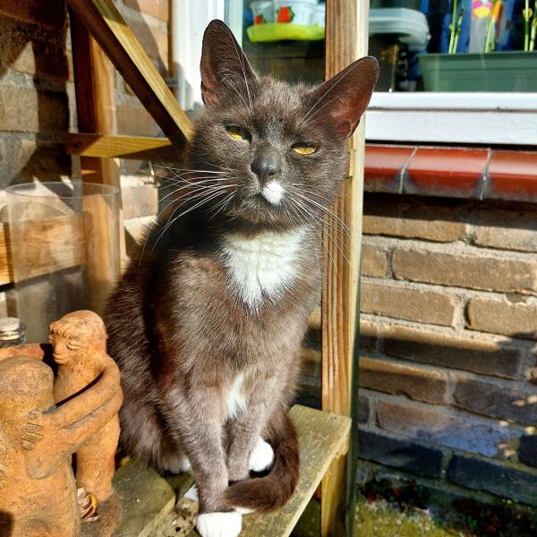 Lizzy, Polly uit Woerden zoekt een Kattenoppas