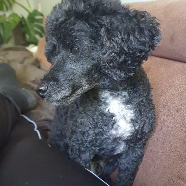 Milo uit Heinkenszand zoekt een Hondenoppas