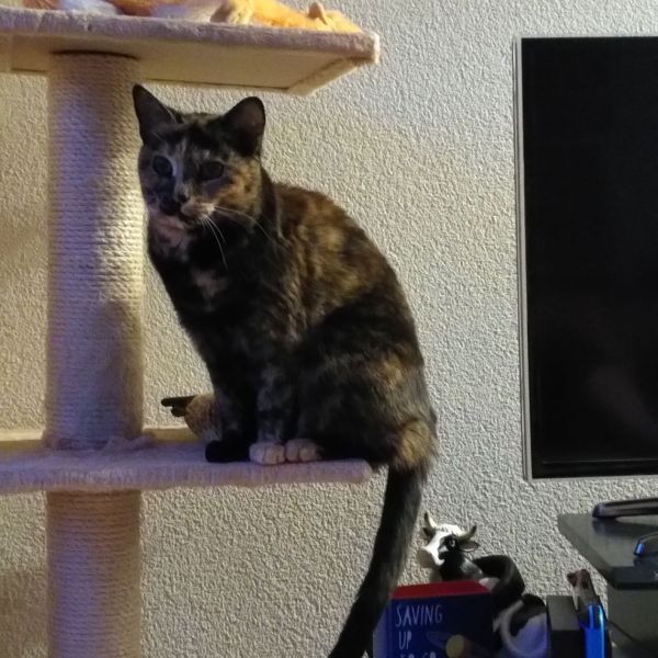 Nenah uit Rijnsburg zoekt een Kattenoppas