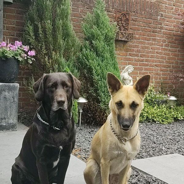 Kenzo, Shiva uit Vught zoekt een Hondenoppas