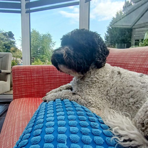 Charlie, Fleur uit Susteren zoekt een Hondenoppas