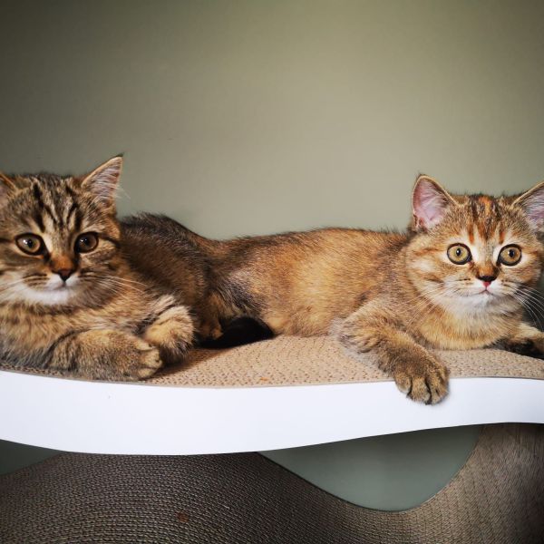 Mango, Baloe uit Leek zoekt een Kattenoppas