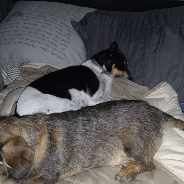 Jack en Spike, Jack en Spike uit Drieborg zoekt een Hondenoppas