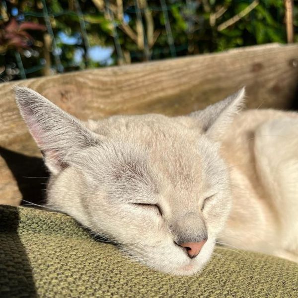 Poppie, Harvey uit Zwaanshoek zoekt een Kattenoppas