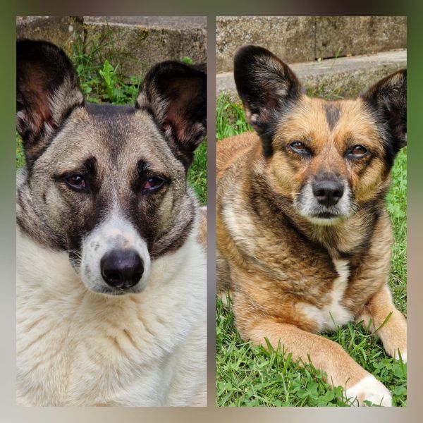 Noa (links), Meissie (achteraan) uit Lathum zoekt een Hondenoppas