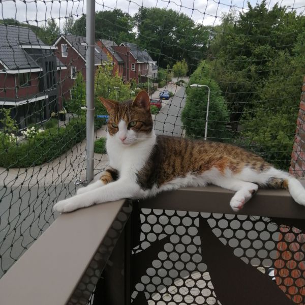 Şero/ Enej uit Amersfoort zoekt een Kattenoppas