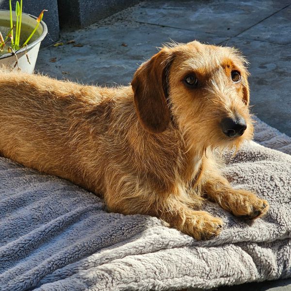 Bram uit Diepenveen zoekt een Hondenoppas