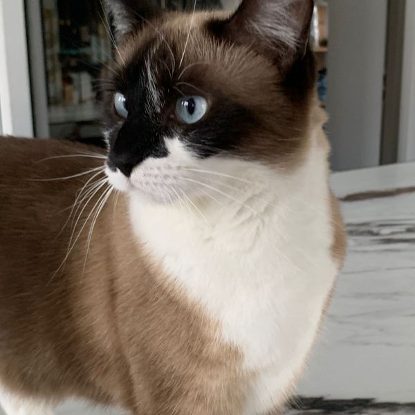 Mushu uit Huizen zoekt een Kattenoppas